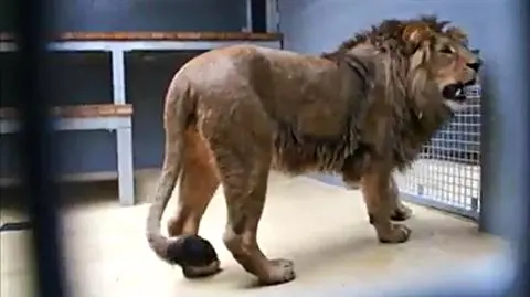 Lolek jest już w Brnie