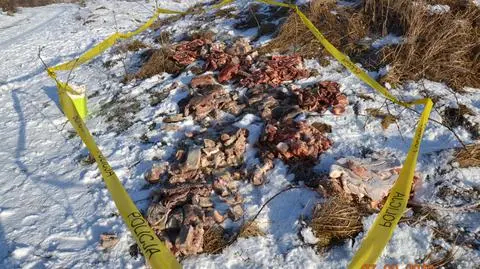 Porzucone mięso na polu w Libiążu