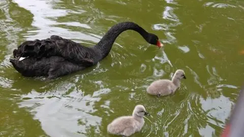 Czarne łabędzie i mała alpaka. Nowi mieszkańcy zoo