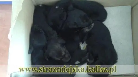 Kalisz: Ktoś porzucił pięć szczeniaków obok kosza na śmieci