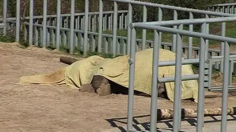 Słoń z ukraińskiego zoo nie żyje