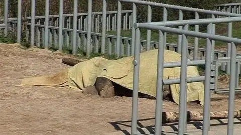 Słynny słoń nie żyje