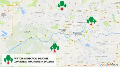 Kraków. Wycinka drzew na masową skalę