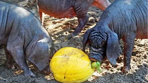 Wrocławskie zoo przeszło na dietę dyniową