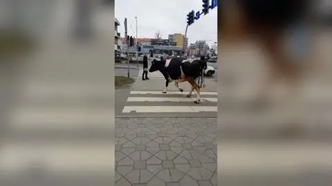 Wrocław. Spacer krowy z Uniwersytetu Przyrodniczego