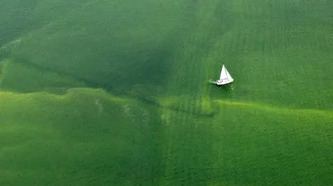 Sinic w Bałtyku nie widać,
ale nadal mogą truć