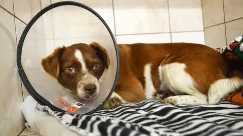 Pełkinie. Pobity pies leżał na torach