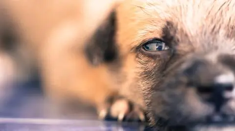 Opolszczyzna: dwa szczeniaki wyrzucone na śmietnik, jeden zamarzł