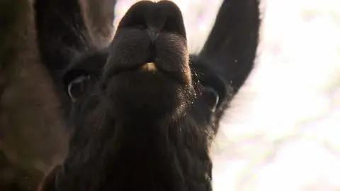 The whole town of Bieruń is looking for the missing llama