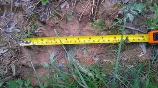 ślady niedźwiedzia zauważył leśniczy