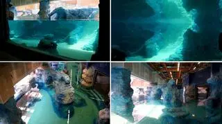 Tak wygląda wypełniony wodą zbiornik wrocławskiego Afrykarium 