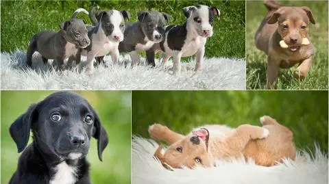 Gdańsk: Psie sesje w Promyku