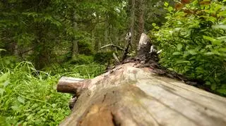 Spadające drzewo przygniotło 73-latka