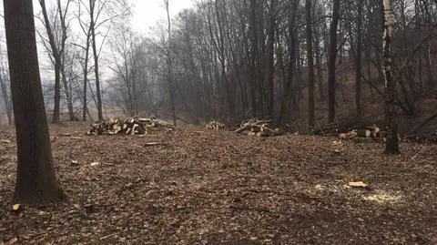 Mieli nowelizować ustawę, drzewa wciąż padają