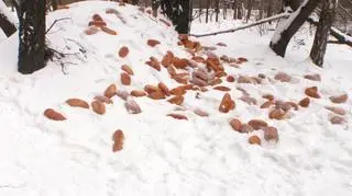 Bochenki chleba porzucono nad jeziorem Rusałka