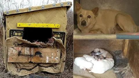 W zabitej deskami budzie siedziała suka ze szczeniakami