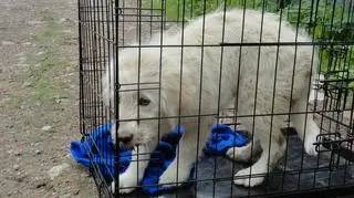 Suczka niedługo będzie gotowa do adopcji - zapewniają animalsi