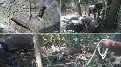 Nadleśnictwo Tułowice. Borsuki utknęły w leśnej studni. Zwierzętom pomogli leśnicy