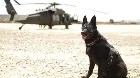 Suczka wykryła ślady ładunku wybuchowego w skrzynce pocztowej