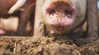 Świnia pogryzła swoją właścicielkę. Kobieta zmarła