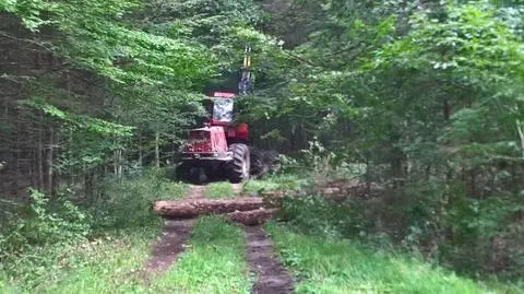 Wycinka Puszczy Białowieskiej. Harwestery w eskorcie wracają do pracy
