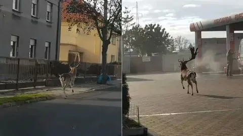 "Dziwna sytuacja". Daniel biegał na ulicach Ostrowa Wielkopolskiego