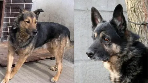 Z krakowskiego schroniska zniknęły dwa psy, Gortat i Cyklop 