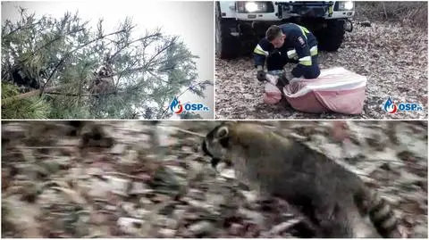 Strażacy ściągnęli szopa z drzewa