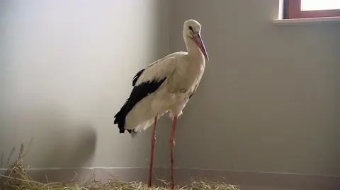 Bocian Wojtek na pomoc ludzi czekał na polu. Pomogła Fundacja Centaurus