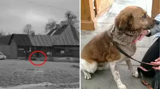 Kadr, na którym ma być widoczny Brutus