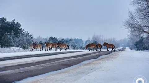 Na wolności wyginęły... poza Czarnobylem