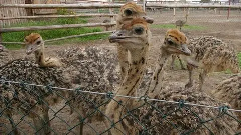 Policja odzyskała skradzione strusie