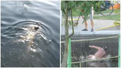 Pływak w Braniewie. Nie chciał wyjść z wody, bo się relaksował
