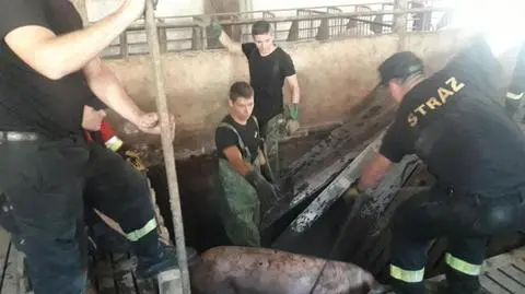 Wola Droszewska: Świnie wpadły do zbiornika z nieczystościami