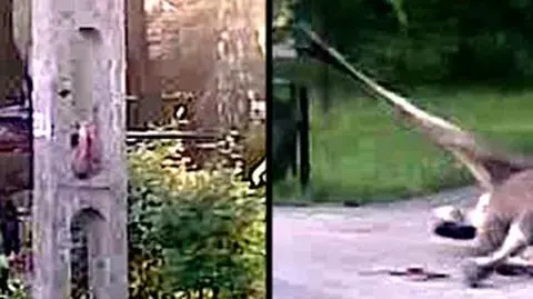 Ne cichną echa kontrowersyjnego zastrzelenia łosia na warszawskim Ursusie. Cała Polska widziała film, na którym zwierzę w katuszach umiera po strzale łowczego. I natychmiast padły pytania: dlaczego zwierzęcia nie uśpił? Czy łoś był agresywny? Czy strzelający powinien był użyć ostrej amunicji w środku miasta? W specjalnym raporcie tvn24.pl podsumowanie informacji na ten temat. (tvn24.pl)