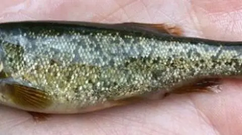 Obwodnica Warszawy zatrzymana przez rybę i wojsko