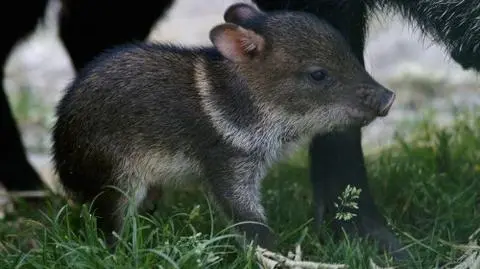 Nowe zwierzaki w gdańskim zoo