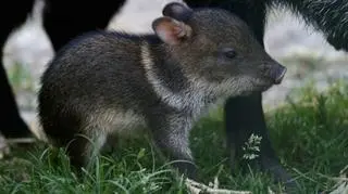 W ostatnich dniach, zoo przywitało na świecie