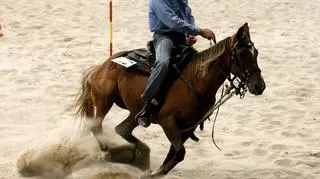 Kowbojskie kapelusze, buty, spodnie i przede wszystkim konie. We Wrocławiu ponad 100 zawodników z całej Polski wzięło udział w VII mistrzostwach Polskiej Ligi Western i Rodeo. Zmierzyli się w takich konkurencjach, jak wyścig wokół beczek czy oddzielanie cielaków od stada.