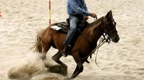 Kowbojskie kapelusze, buty, spodnie i przede wszystkim konie. We Wrocławiu ponad 100 zawodników z całej Polski wzięło udział w VII mistrzostwach Polskiej Ligi Western i Rodeo. Zmierzyli się w takich konkurencjach, jak wyścig wokół beczek czy oddzielanie cielaków od stada.