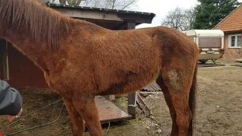 Właścicielom odebrano siedem wygłodzonych koni 
