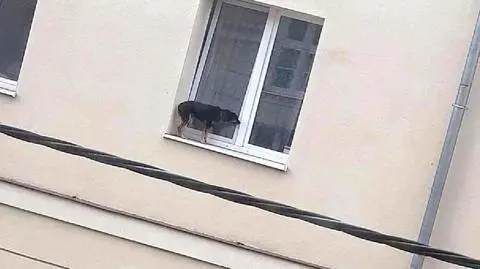 Pies na parapecie