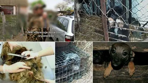 Psy były trzymane w skandalicznych warunkach