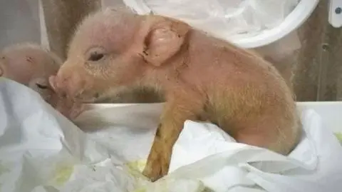 Powstała chimera świni i makaka