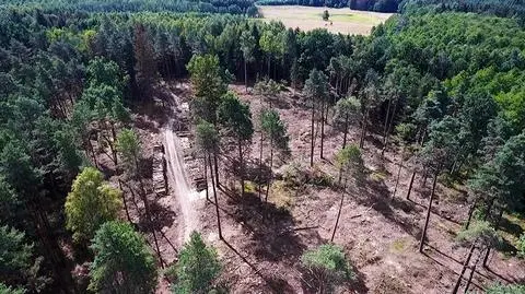EU's top court: large-scale logging in an ancient forest should stop
