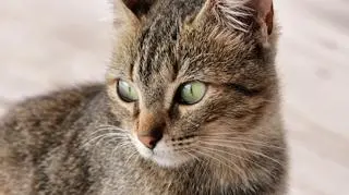 Kota nie udało się uratować 