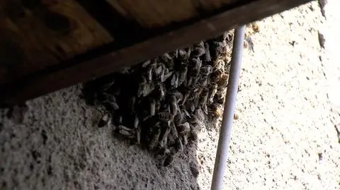 Poland. Terrified woman discovered a bee swarm under her roof