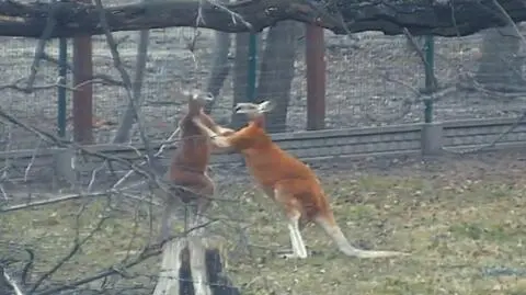 Kangury "przyłapane" przez monitoring