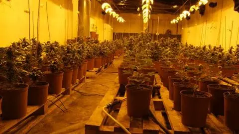 Zdradził ich zapach - plantacja zlikwidowana