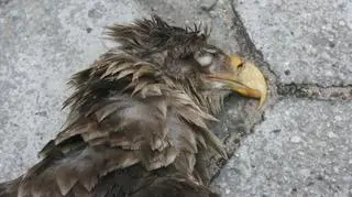 W ostatnich latach w Wielkopolsce zatruto 5 ptaków